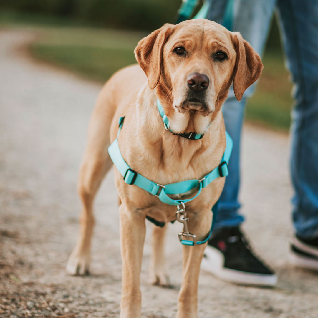 Quartz RNT No-Pull Training Harness - Quartz