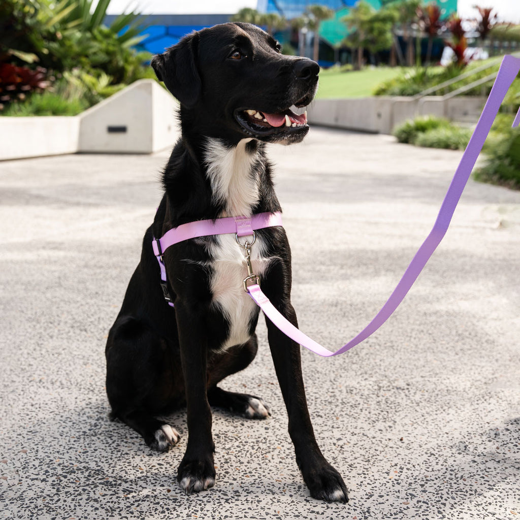 Sorbet Leash - Sorbet
