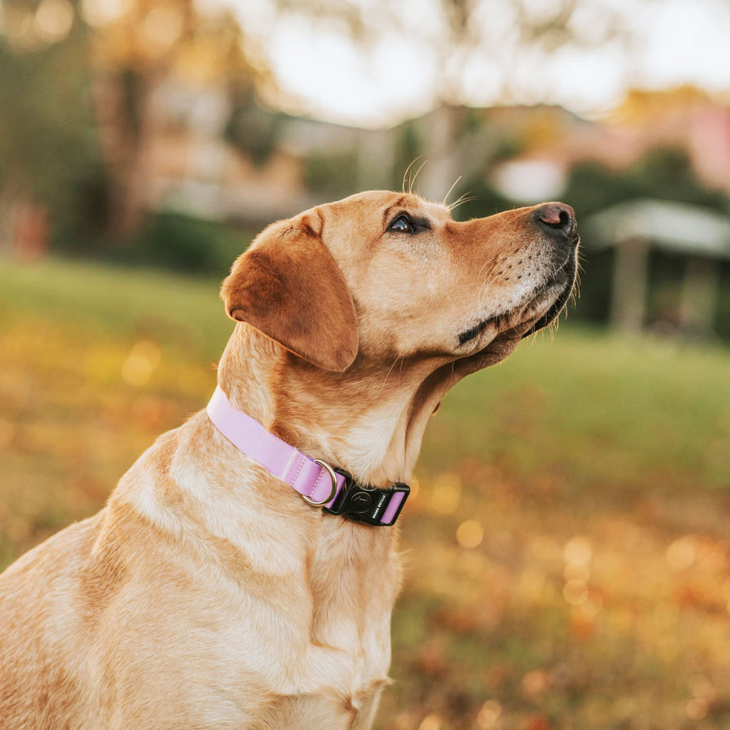 Sorbet Collar - Sorbet