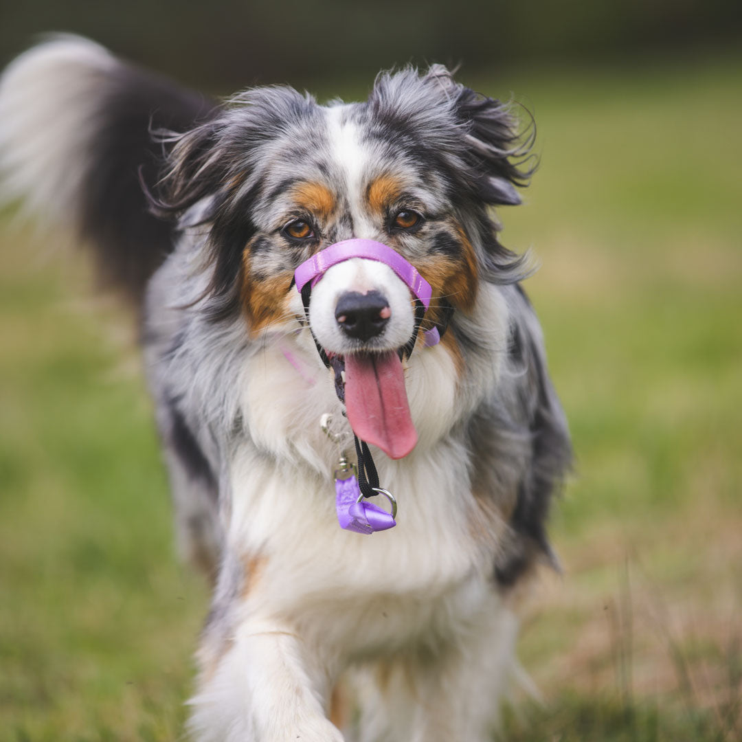 Sorbet Halter - Sorbet