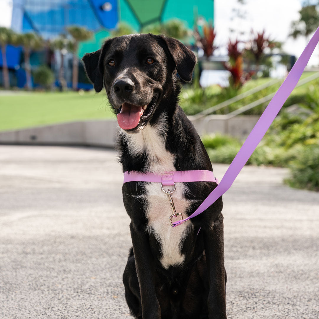 Sorbet OG No-Pull Training Harness - Sorbet