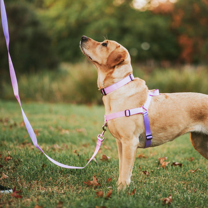 Sorbet OG No-Pull Training Harness