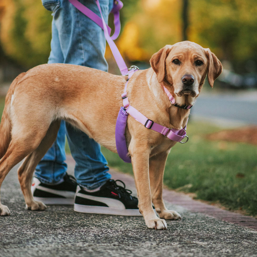 Sorbet RNT No-Pull Training Harness - Sorbet