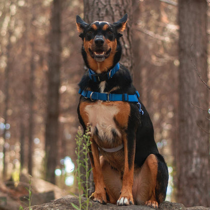 Horizon RNT No-Pull Training Harness - Horizon