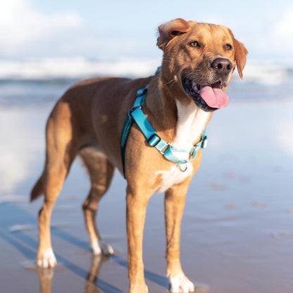 Quartz RNT No-Pull Training Harness - Quartz