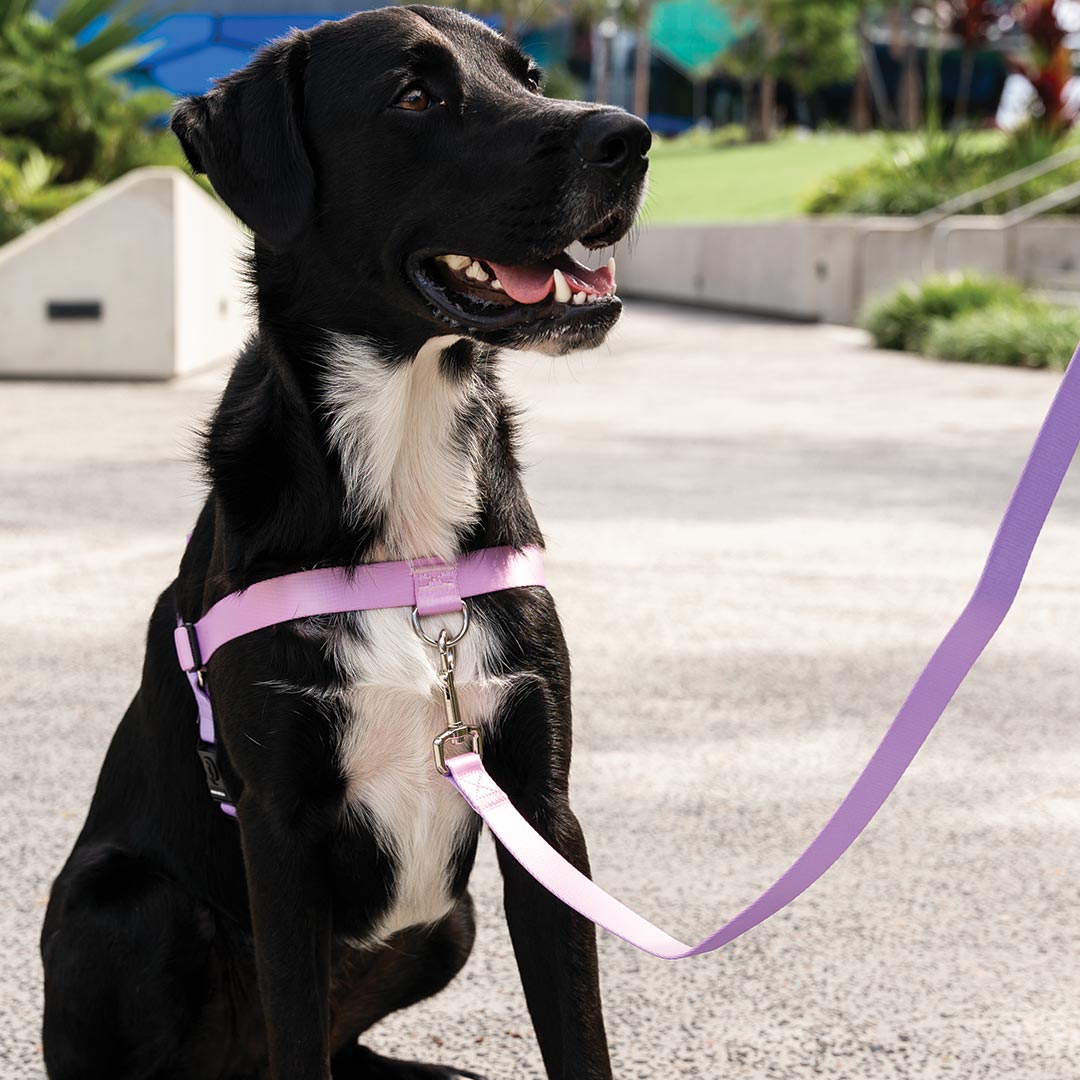 Sorbet OG No-Pull Training Harness - Sorbet