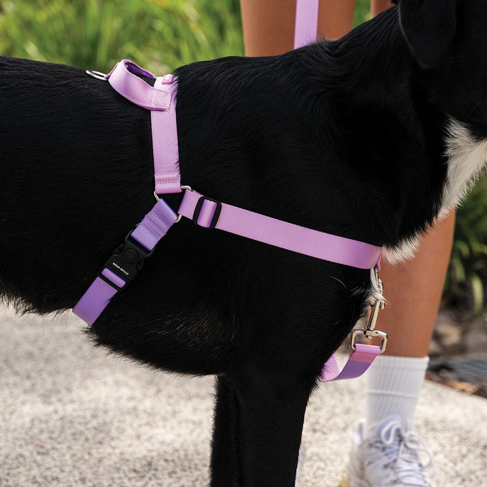 Sorbet OG No-Pull Training Harness