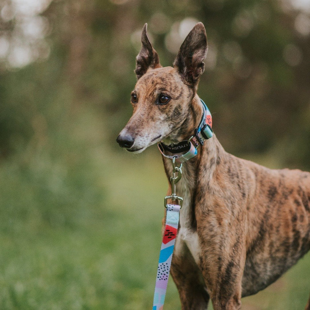Newtown Martingale Training Collar