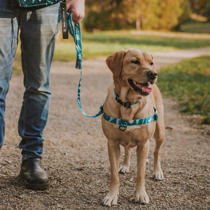 Nova OG No-Pull Training Harness