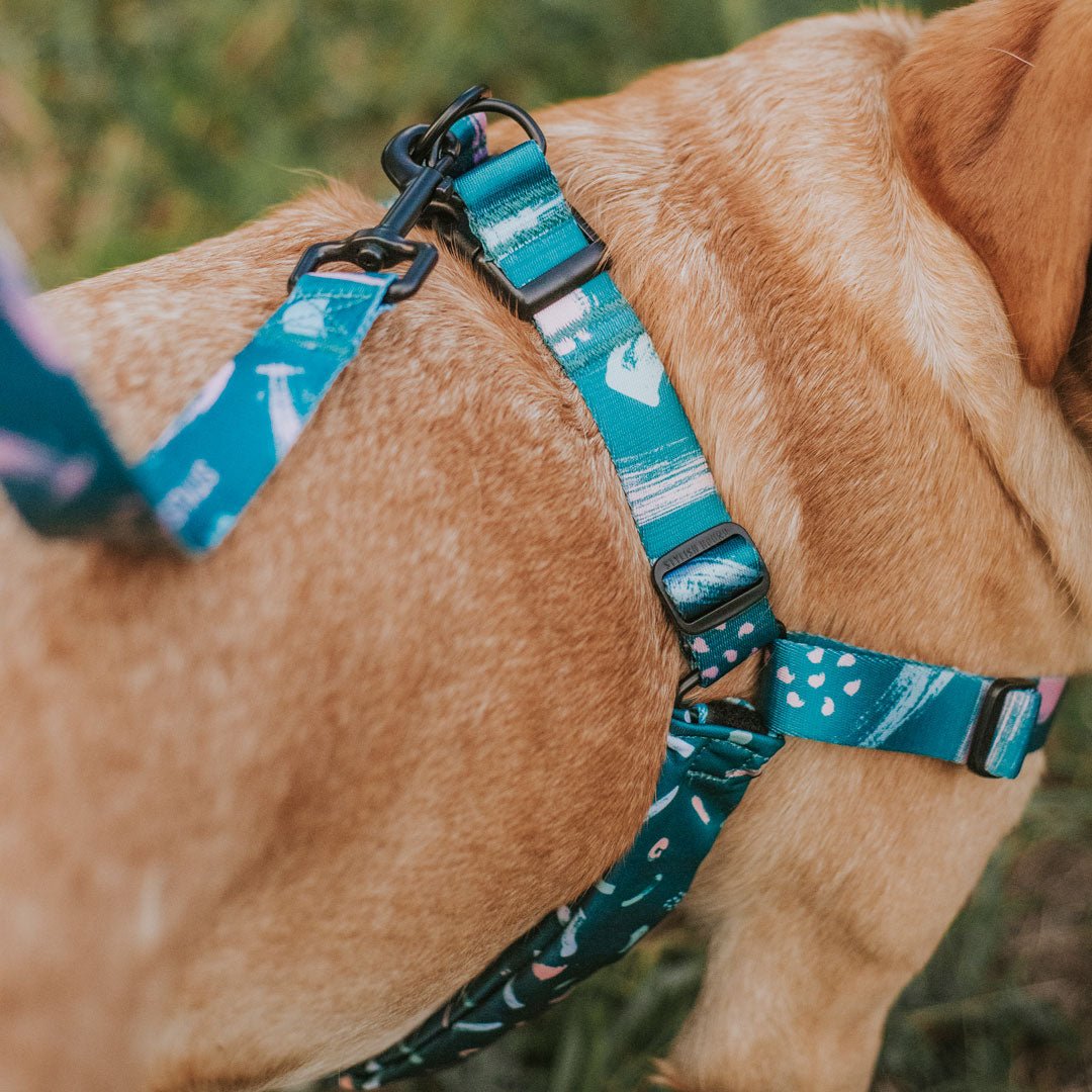 Nova RNT No-Pull Training Harness - Nova