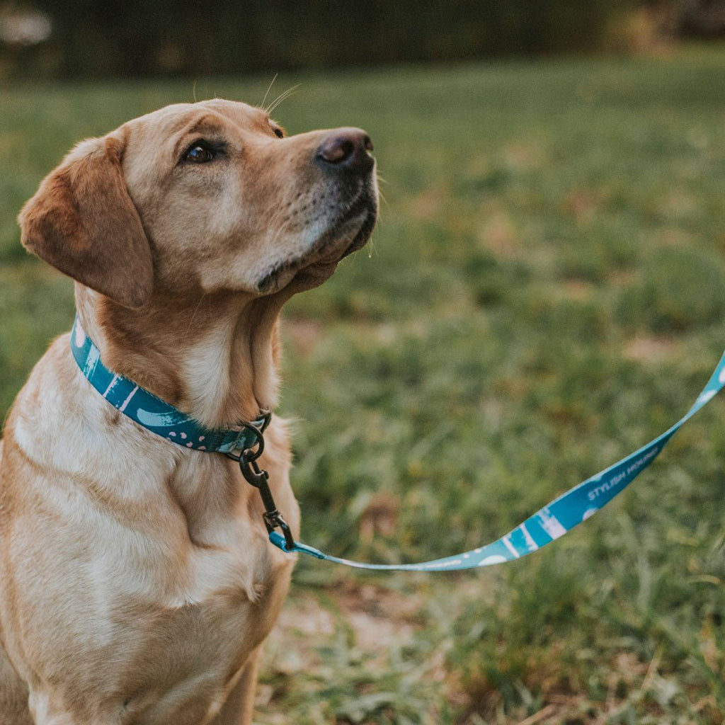 Nova Leash - Nova