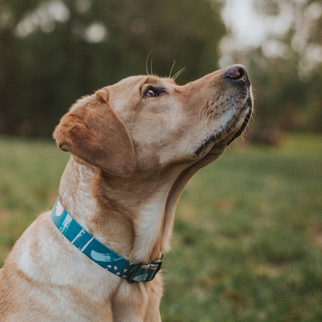 Nova Collar - Nova