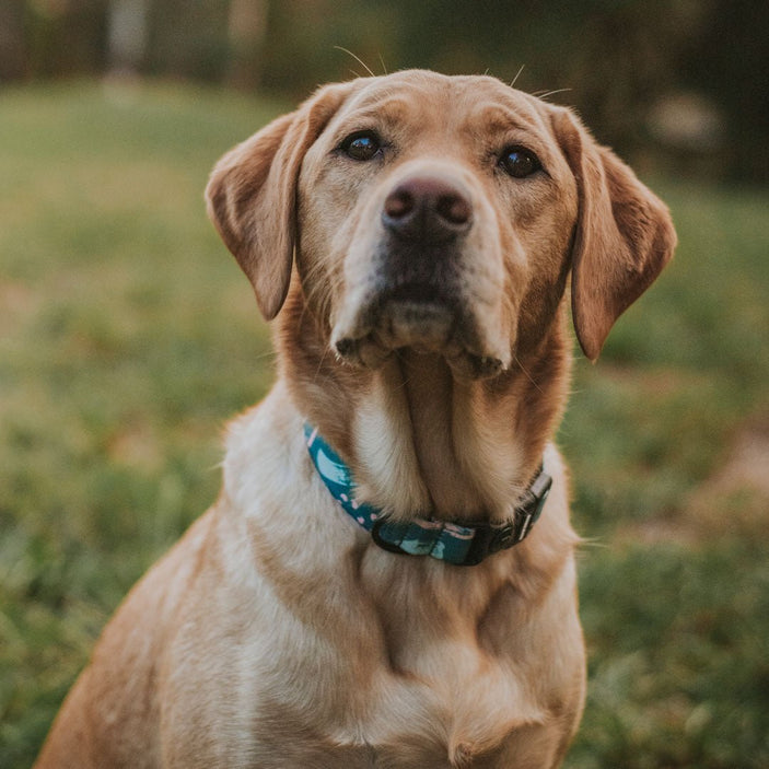 Nova Collar