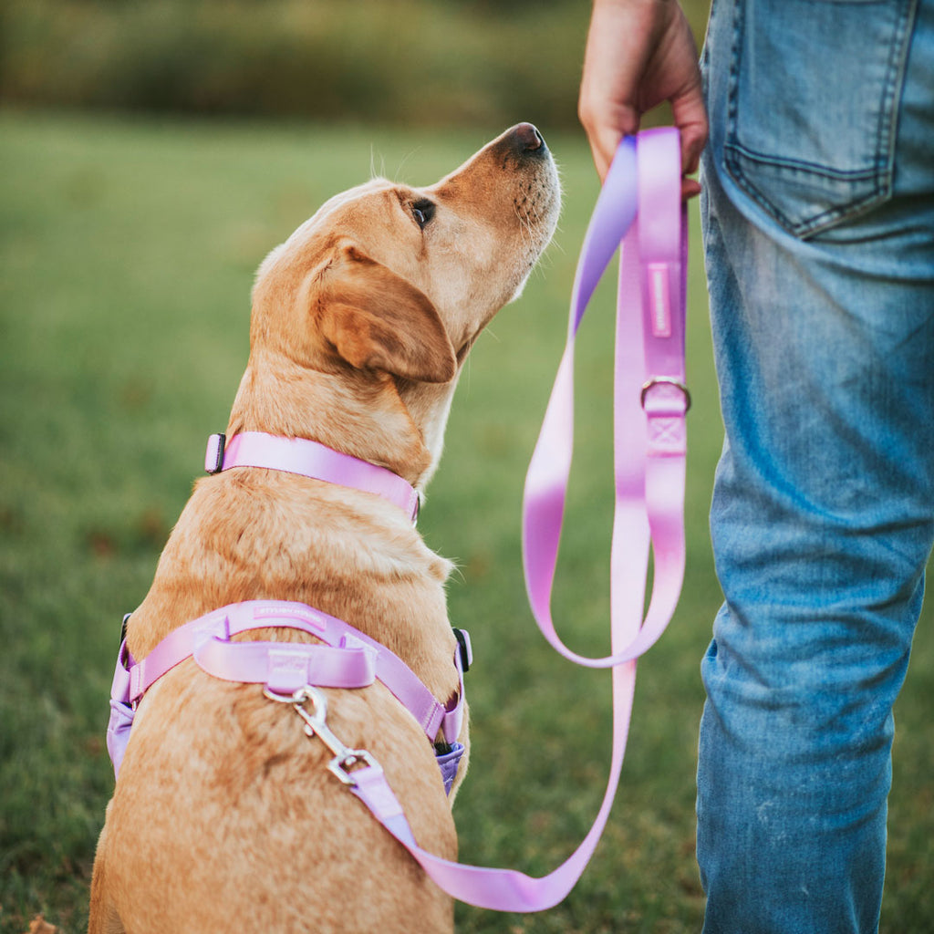 Sorbet Leash - Sorbet