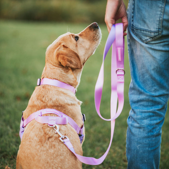 Sorbet Leash