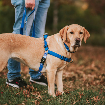 Horizon RNT No-Pull Training Harness - Horizon