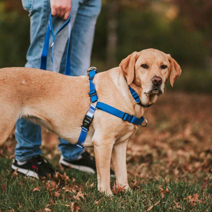 Horizon RNT No-Pull Training Harness