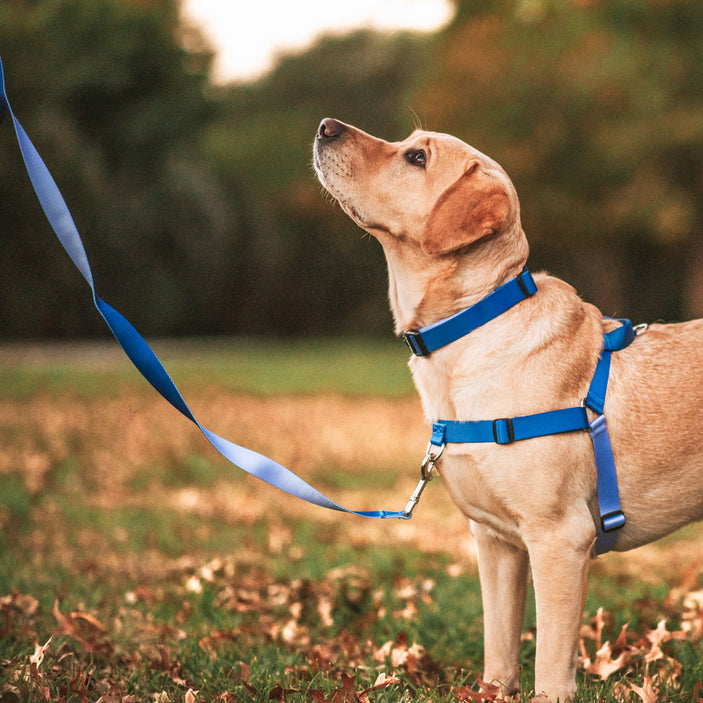 Horizon OG No-Pull Training Harness