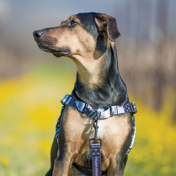 Graphite RNT No-Pull Training Harness