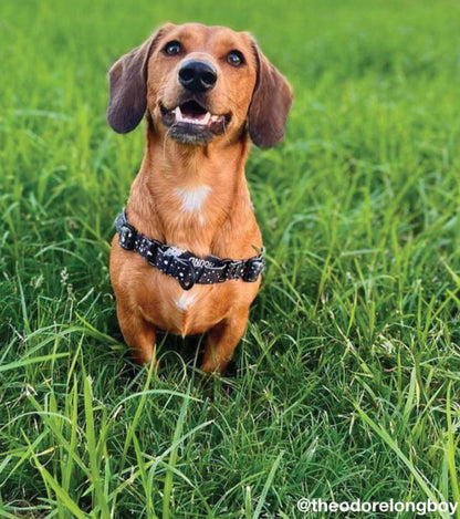 Jackson RNT No-Pull Training Harness - Jackson