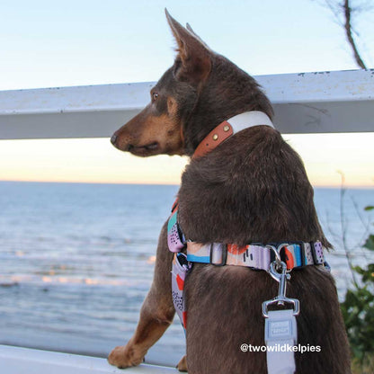 Newtown RNT No-Pull Training Harness - Newtown