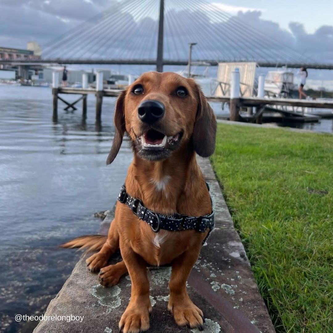 Jackson RNT No-Pull Training Harness - Jackson